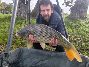 Common Carp
