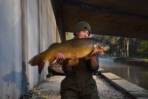 Common Carp