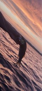 European Bass (Seabass)