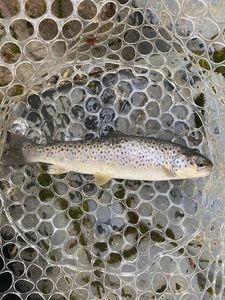 Brown Trout