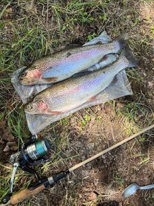 Rainbow Trout
