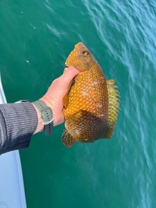 Ballan Wrasse
