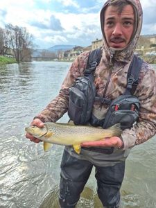Brown Trout
