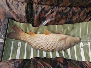 Common Carp