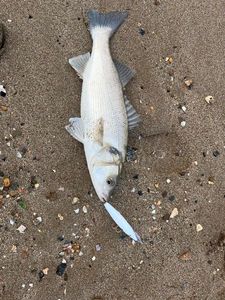 European Bass (Seabass)