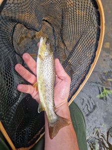 Brown Trout