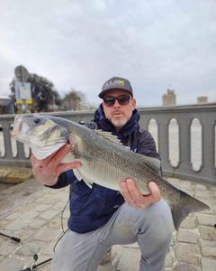 European Bass (Seabass)