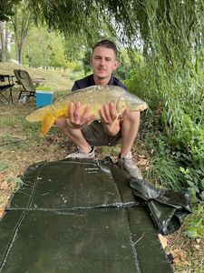 Mirror Carp