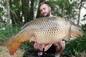 Common Carp