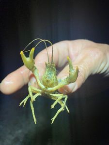 Spinycheek Crayfish