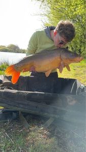 Common Carp