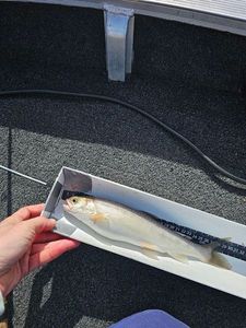 Arctic Char