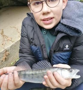 Zander