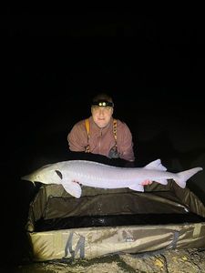 European Sturgeon