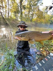 Brown Trout