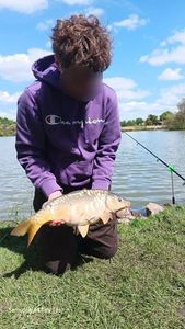 Mirror Carp