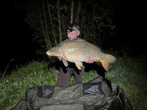 Common Carp