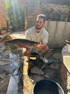 European Bass (Seabass)