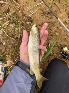 Brown Trout