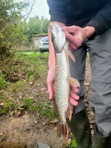 Northern Pike