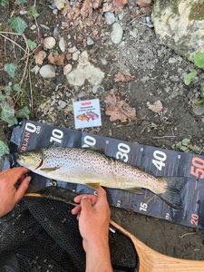 Brown Trout