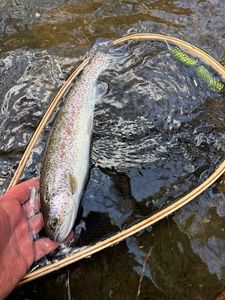 Rainbow Trout