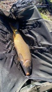 Common Carp