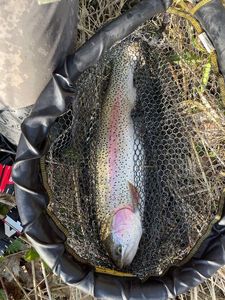 Rainbow Trout