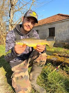 Brown Trout