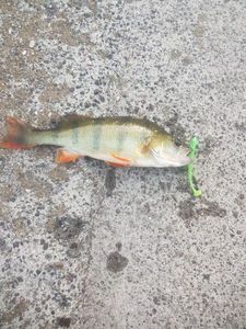 European Perch