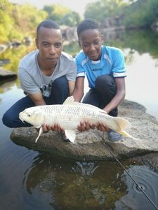 Koï Fish