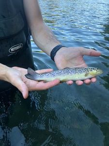 Brown Trout