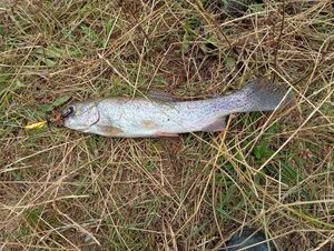 Rainbow Trout