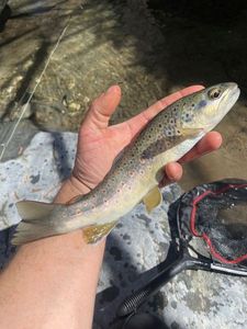 Brown Trout