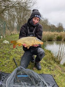 Common Carp