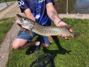 Northern Pike