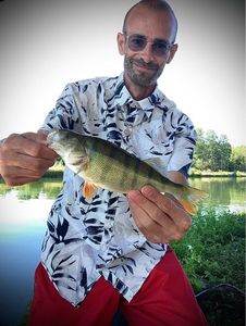 European Perch