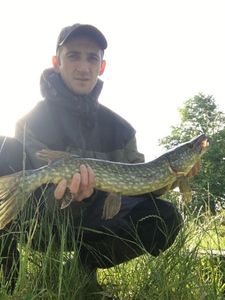 Chain Pickerel