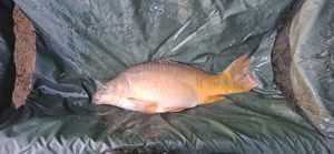 Mirror Carp