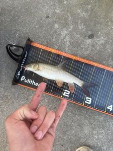 Barbel