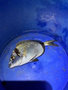 Common Two-Banded Seabream