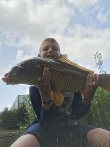 Common Carp