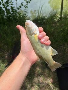 Largemouth Bass