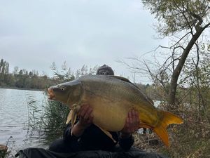 Mirror Carp