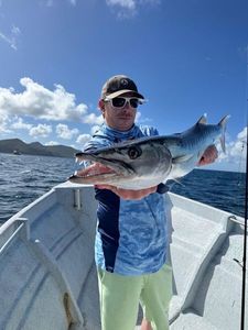 Great Barracuda