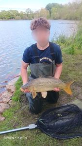 Common Carp