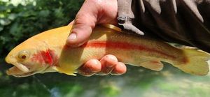 Golden Trout