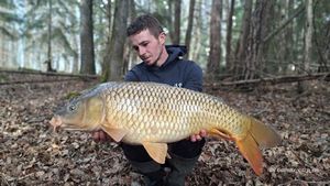 Common Carp