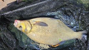 Common Bream