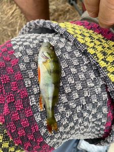 European Perch
